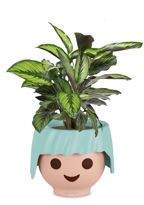 Калатея Принцепс в OjO, голубой