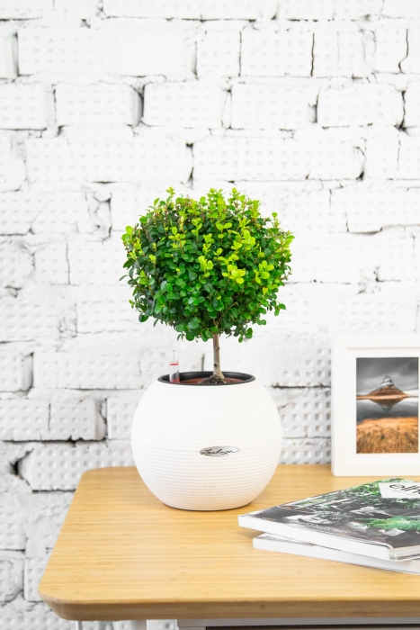 Мирсина в PURO 20