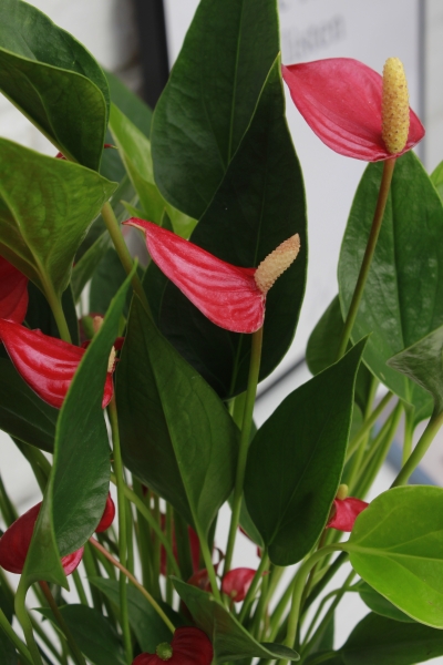 Антуриум многоцветковый 12/40 см в CUBE Color 16