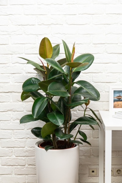 Фикус Эластика Робуста 3 ствола 27/100 см Фикус Эластика Робуста 3 ствола 27/100 см