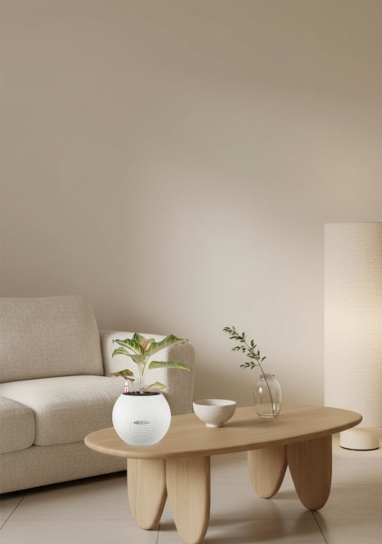 Аглаонема Айкетчер 12/30 см в PURO 20 Аглаонема Айкетчер 12/30 см в PURO 20