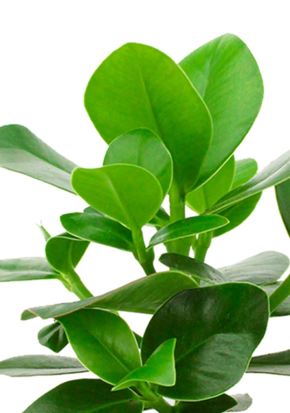 Клузия Росеа Принцесс 12/30 см