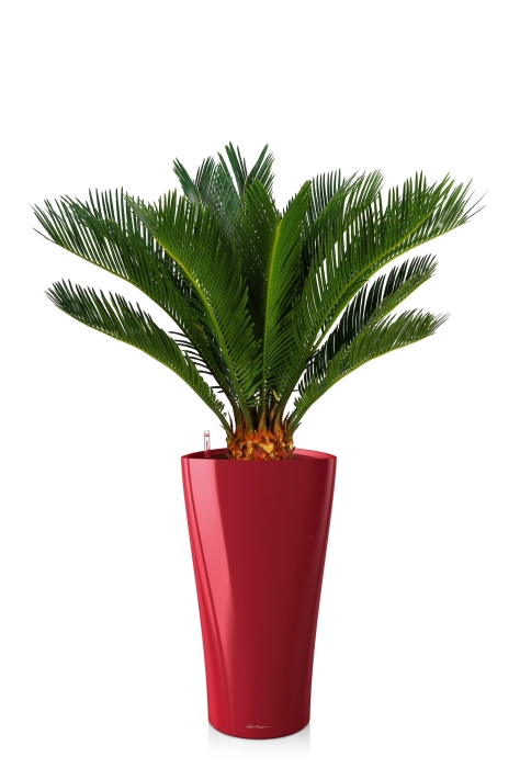 Цикас в DELTA 30, ярко-красный блестящий 