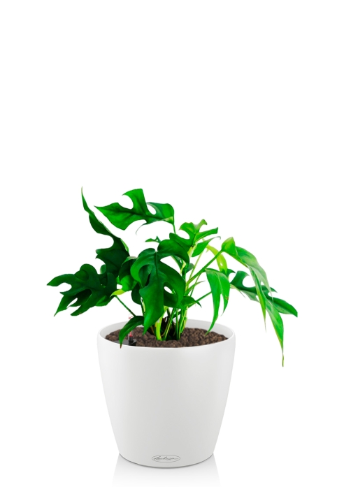 Монстера Рафидофора Минима 12/20 см в CLASSICO COLOR 18, белый
