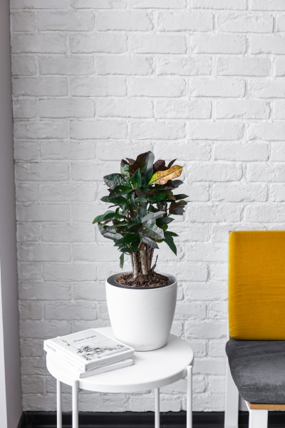 Кротон Вилма в CLASSICO COLOR 21