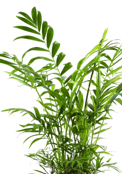 Хамедорея Элеганс 12/45 см в LAMELA MAGNOLIA fi 135 Хамедорея Элеганс 12/45 см в LAMELA MAGNOLIA fi 135