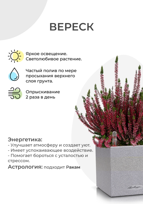 Вереск (Эрика) бордовый в CANTO Stone 14