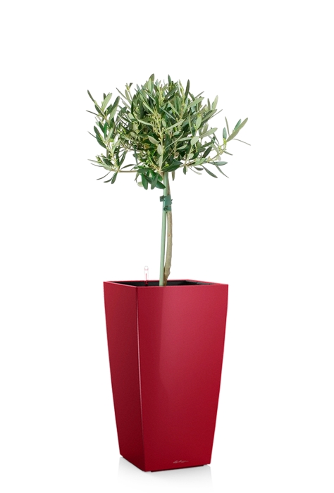 Олива на стволе в CUBICO 22, ярко-красный блестящий