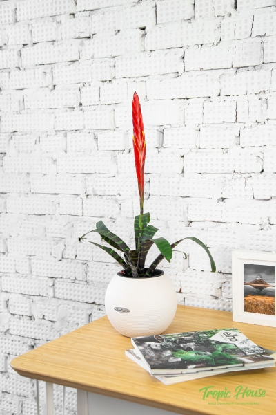 Вриезия Спленриет 9/30 см