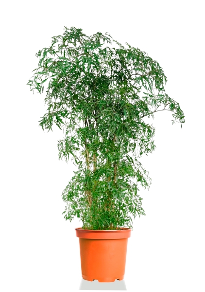 Полисциас Фрутикоза 27/140 см Полисциас Фрутикоза 27/140 см