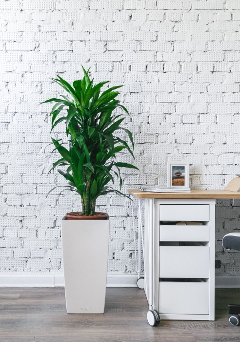 Драцена Джанет Крейг в CUBICO 30