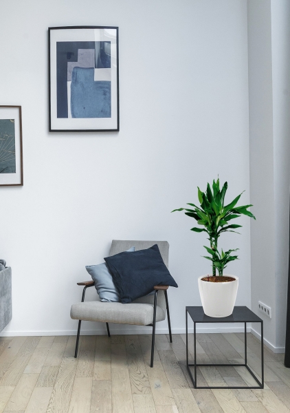 Драцена Джанет Линд 2 ствола 17/70 см