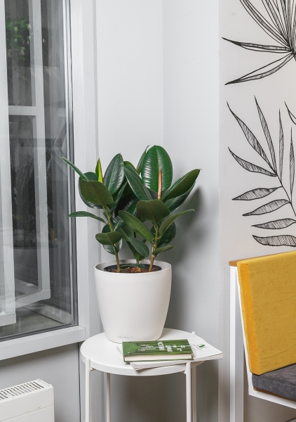 Фикус Эластика Робуста 3 ствола 21/75 см Фикус Эластика Робуста 3 ствола 21/75 см