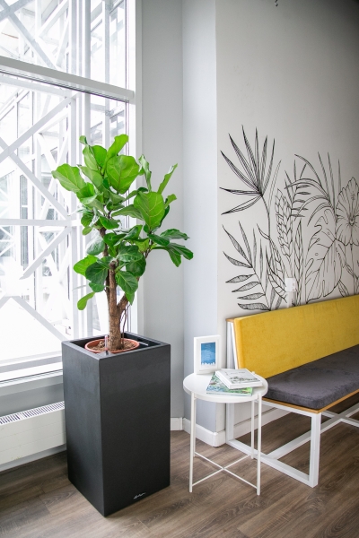 Фикус Лирата разветвленный 27/120 см