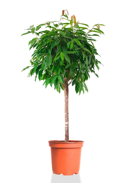 Фикус Амстел Кинг на штамбе 40/180 см