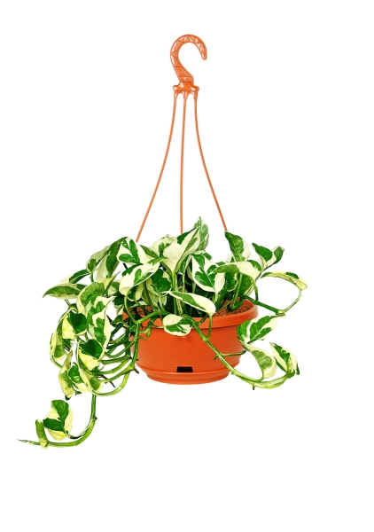 Эпипремнум Энджой подвесной 15/35