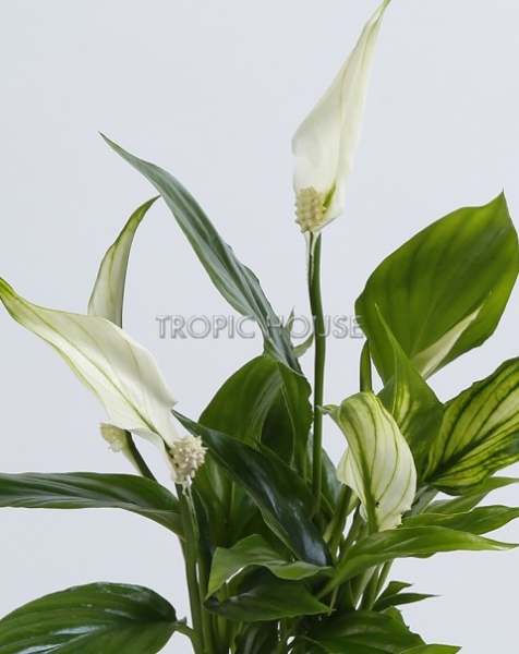 Спатифиллум в DELTA 20