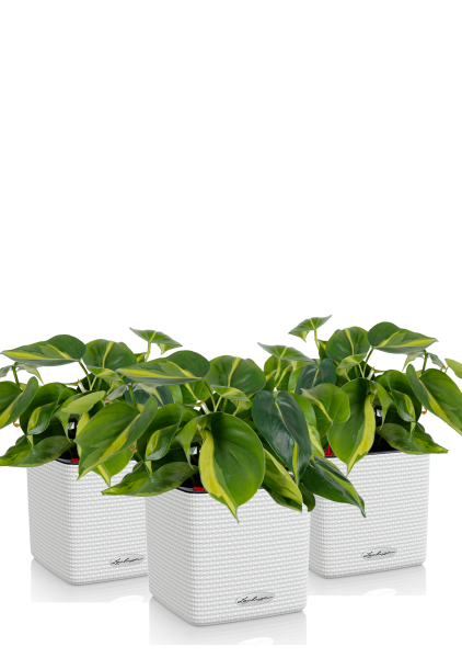 Набор Филодендрон Бразил в Cube Color 14 Набор Филодендрон Бразил в Cube Color 14