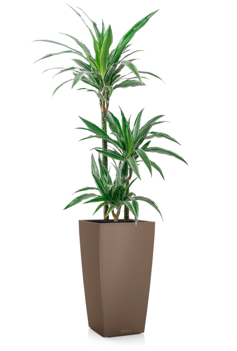 Драцена Варнески 3 ствола 21/110 см в CUBICO COLOR 30, мускатный