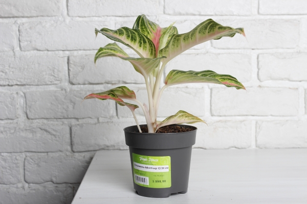 Аглаонема Айкетчер 12/30 см