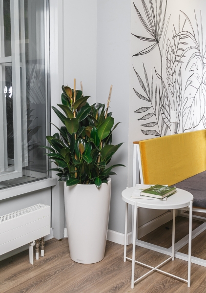 Фикус Эластика Абиджан бранч 30/70 см