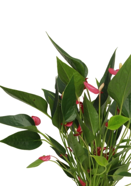 Антуриум многоцветковый 12/40 см в CUBE Color 16