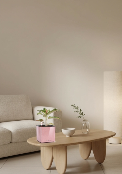 Аглаонема Айкетчер 12/30 см в CUBE Glossy Kiss 14 Аглаонема Айкетчер 12/30 см в CUBE Glossy Kiss 14