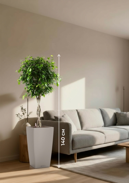 Фикус Бенджамина Экзотика переплетенный в CUBICO COLOR 30