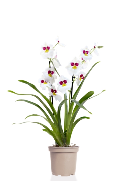 Орхидея Мильтония белая 12/30 см