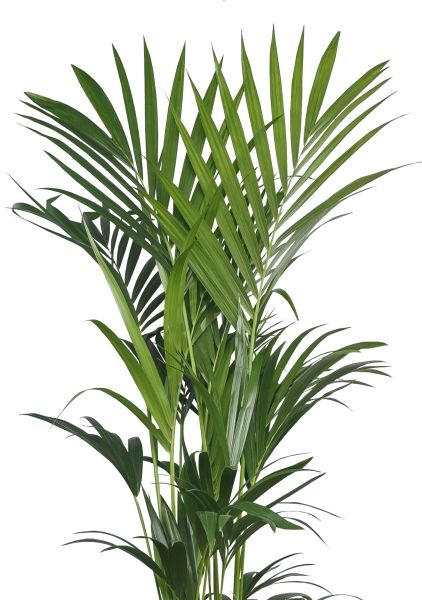 Ховея Кентия 31/220 в CUBE 40