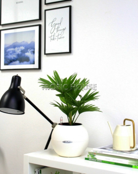 Ливистона в PURO 20