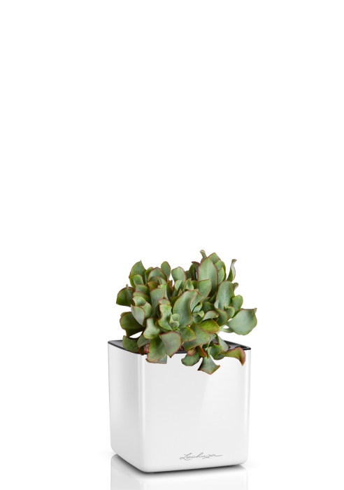 Крассула Ундулатифолия 12/20 см в CUBE GLOSSY 14, белый блестящий