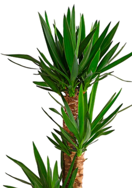 Юкка 3 ствола 21/90 см