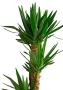 Юкка 3 ствола 21/90 см