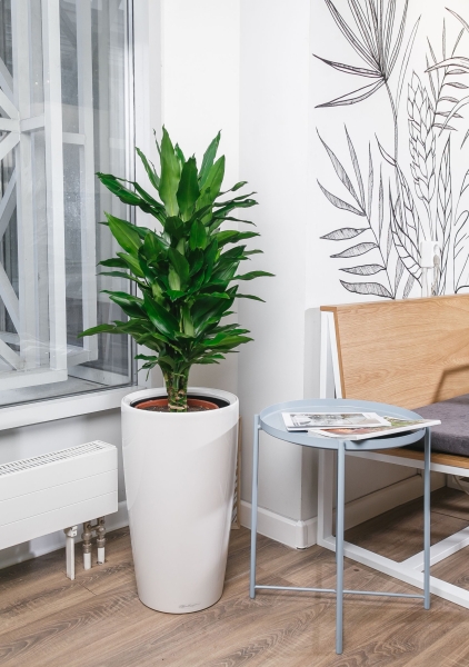 Драцена Джанет Линд бранч 27/110 см