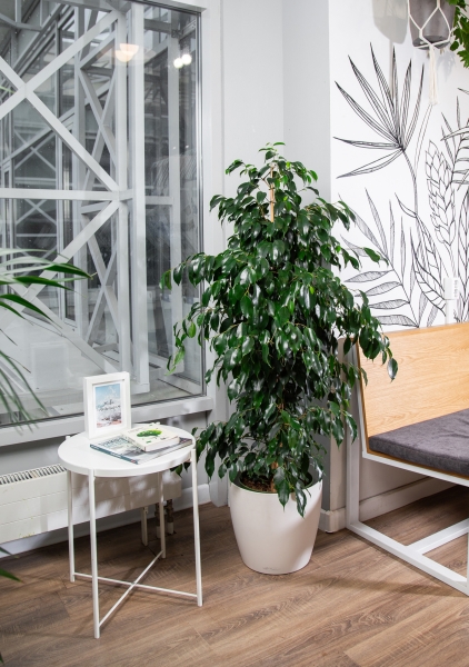 Фикус Бенджамина Даниэль пирамида 27/140 см