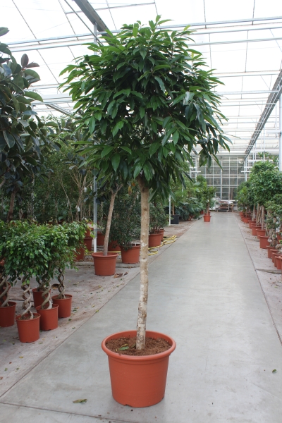 Фикус Амстел Кинг на штамбе 55/250 см