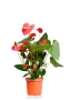 Антуриум Чемпион красный 17/65 см