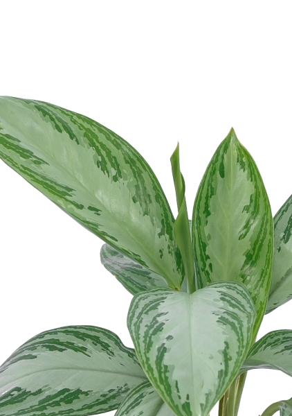 Аглаонема Сильвер Бей 12/35 см