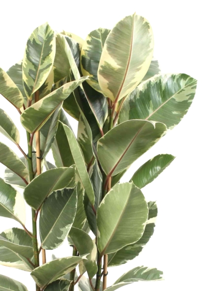 Фикус Эластика Тинеке 3 ств 27/110 см