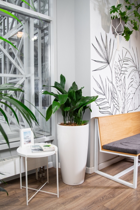 Аспидистра в RONDO 40