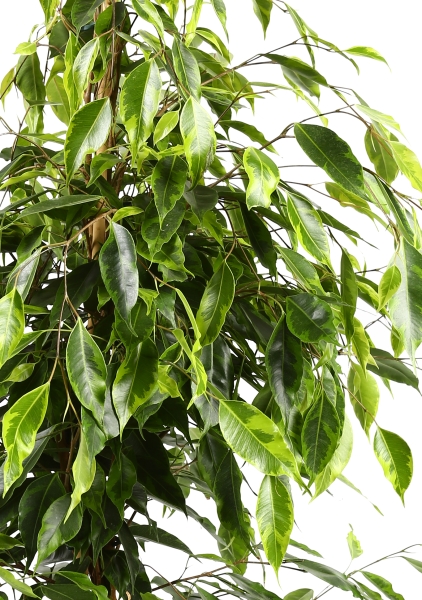 Фикус Бенджамина Анастасия пирамида 27/130 см