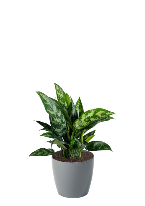 Аглаонема Мария 12/30 см в MAGNOLIA fi 135, серый беток
