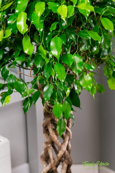 Фикус Бенджамина Экзотика цилиндр 24/100 см в LAMELA Finezja 30x30 Фикус Бенджамина Экзотика цилиндр 24/100 см в LAMELA Finezja 30x30