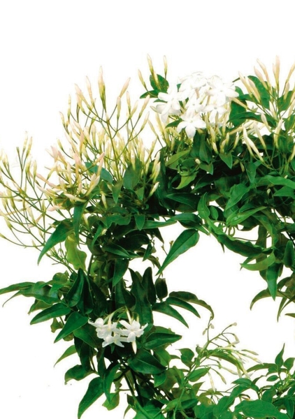 Жасмин в PURO 20