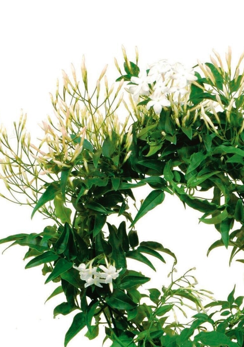 Жасмин в PURO 20