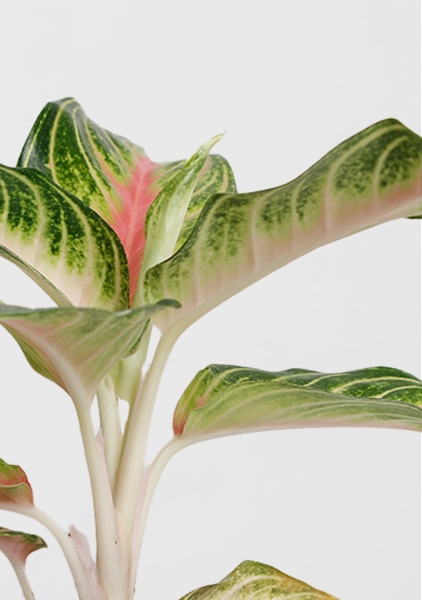 Аглаонема Айкетчер 12/30 см в CUBE Glossy 14 Аглаонема Айкетчер 12/30 см в CUBE Glossy 14