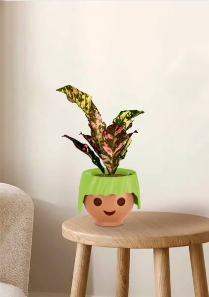 Кодиеум 8/20 см в OJO