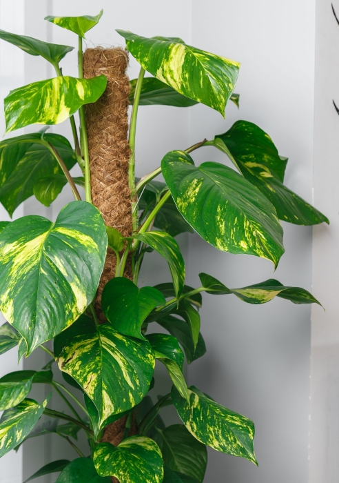 Сциндапсус на опоре в CLASSICO 35