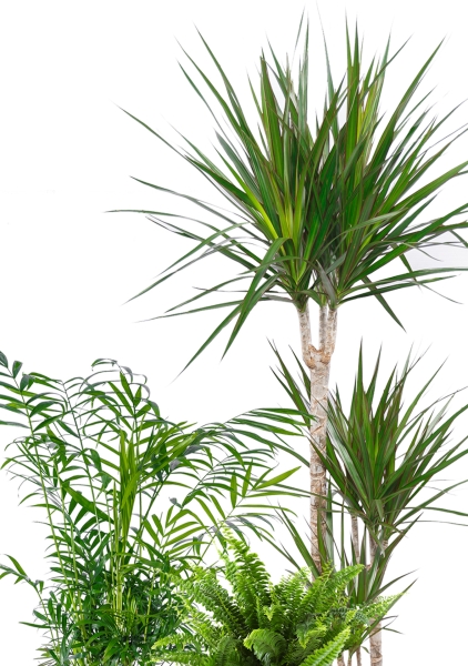 Набор для озеленения офиса № 1 (Папоротник Нефролепис, Хамедорея, Драцена Маргината 3 ствола) Набор для озеленения офиса № 1 (Папоротник Нефролепис, Хамедорея, Драцена Маргината 3 ствола)